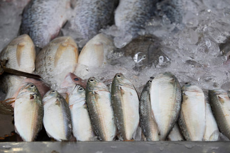 Fresh sea fish in fish market