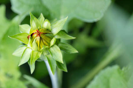 close-up photo of Mexican sunflower contrasting color with green leavesの写真素材