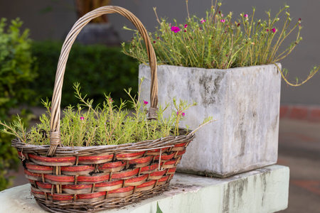 urban gardening ideas reuse materialの写真素材