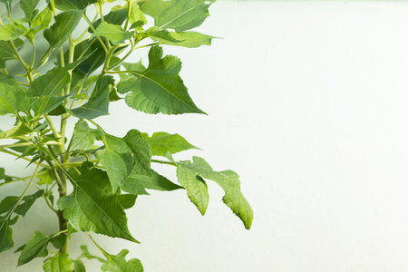 Mexican sunflower growth up isolated on concrete background.の写真素材