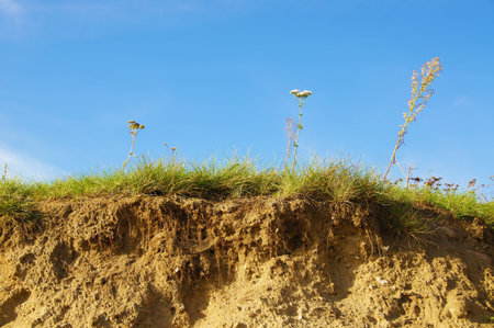 Grassy dune under a blue skyの写真素材