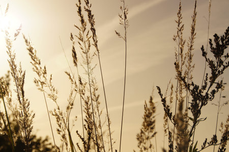 blades of grass in the twilight in backlight - blades of grass in the twilight in backlight