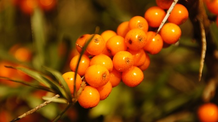 glowing rowan berries in a green tree in the morning sunの写真素材