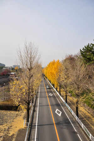 Road in Autumn ,Osaka Japanの写真素材