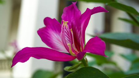Bauhinia purpureaの写真素材