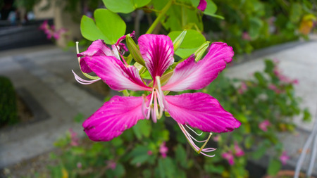 Bauhinia purpureaの写真素材