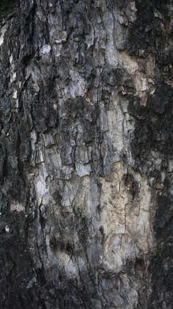 bark texture from thai treeの写真素材