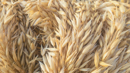 Wheat background in twilight time