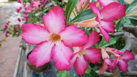 Tropical flower Pink Adenium. Desert rose, Adeniumの写真素材