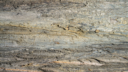 wood bark texture in the backgroundの写真素材