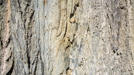 wood bark texture in the backgroundの写真素材