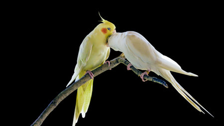 Cockatiel parrots in love standing at the branch on black background