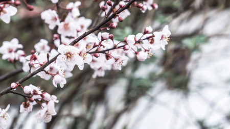 Spring Cherry blossoms, white flowers.の写真素材