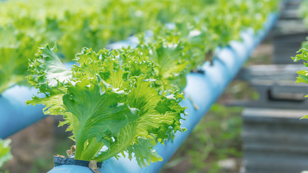 Organic hydroponic vegetable cultivation farmの写真素材