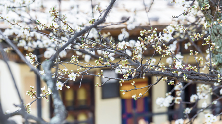 Spring Cherry Blossom Sakura flowerの写真素材