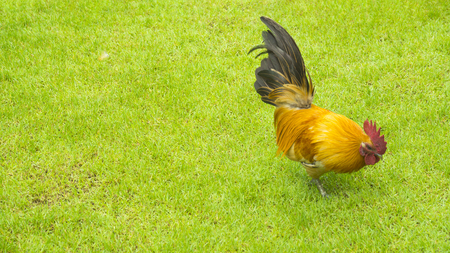 In grazing chicken is standing on the green grass backgroundの写真素材