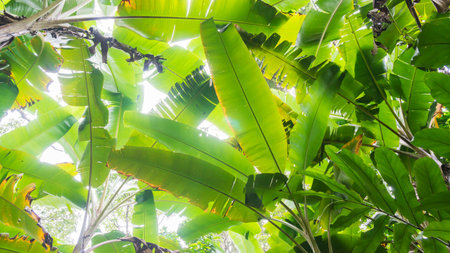 Banana leaf and trees leaf background in tropical forest with daylight in clear sky