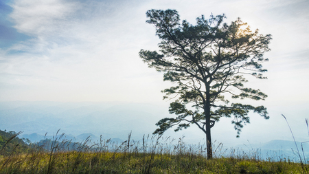 Silhouette branch trees with no leaves against cloudy sky and glass landscapeの写真素材
