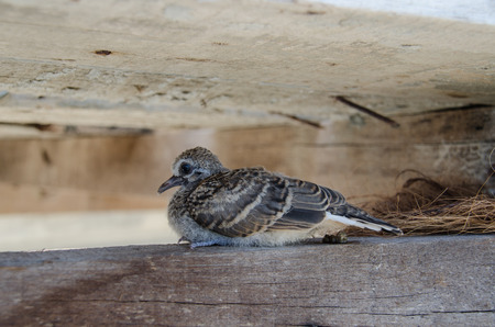 dove birdの写真素材