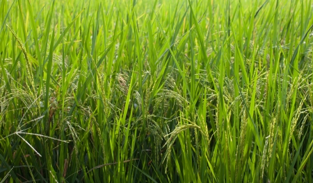 Rice fieldsの写真素材