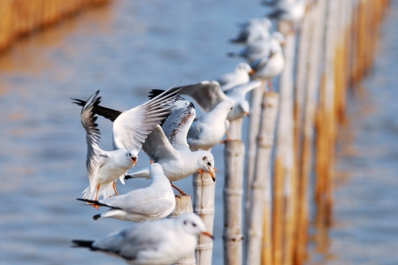 Group of seagulls holding on bamboo in Thailandの写真素材