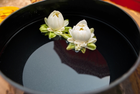 White lotus in monk s bowl の写真素材