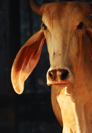 white cowの写真素材