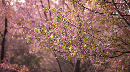 Pink blossoms of Himalaya Sakura 