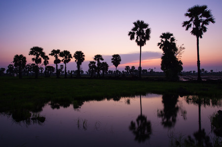 siluate of sugar palm in rice field during sunset in violet color の写真素材