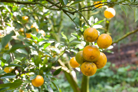 Fresh Oranges on tree