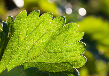 The fresh green stawberry leaf 