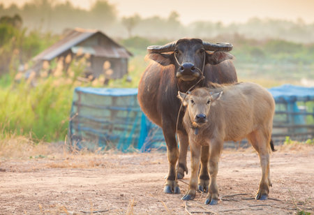 Buffalo mom and baby.