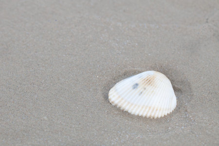Sea shell on the beach.