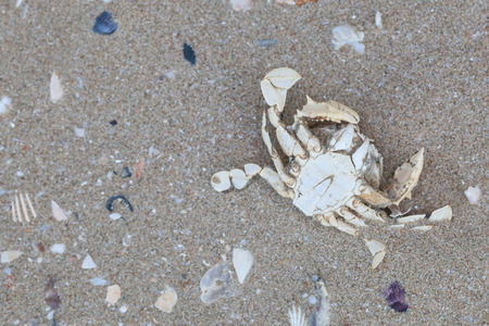 Dry dead crabs on the beach.の写真素材