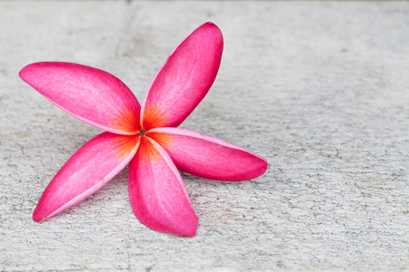 Blooming Pink Yellow Plumeria  frangipani  on white wall の写真素材