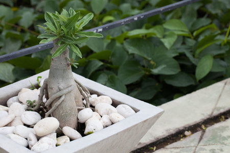 Bonsai Desert Rose in cement pot.