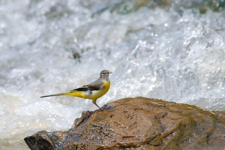 Grey Wagtail on the rock.の写真素材