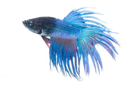 Siamese fighting fish on white background.の写真素材