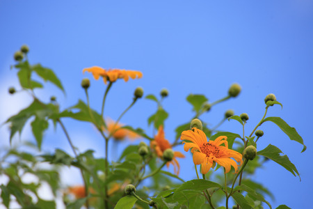 Yellow Mexican sunflower,Tithonia diversifolia.の写真素材