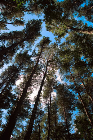 View upwards on the crowns of trees