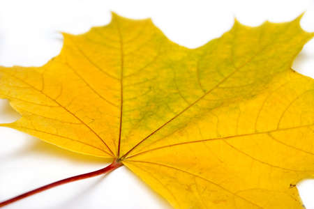 Autumn, yellow maple leaf isolated on a white backgroundの写真素材