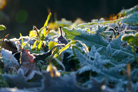Frozen plant.の写真素材