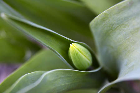 Spring scene - tulip close-up. Shallow DOF.の写真素材