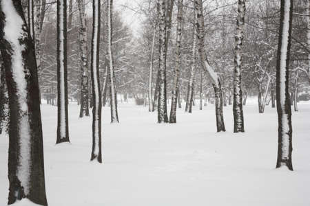 Winter park in blizzard. Snow and trees.の写真素材