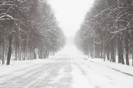 Winter park in blizzard. Snow trees and road.の写真素材