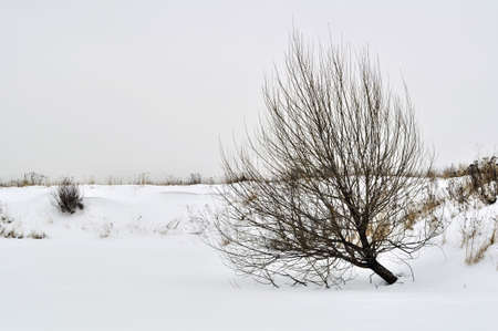 Tree in a winter landscape. Adobe RGB color space.の写真素材