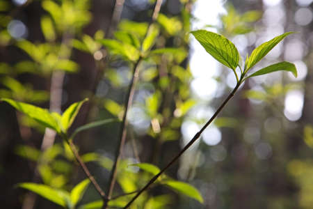 Young green branches in forest. Shallow DOF.の写真素材