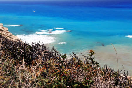The grass on the cliff close-up, sea view. Petra Tou Romiou (near Paphos), Cyprus.の写真素材