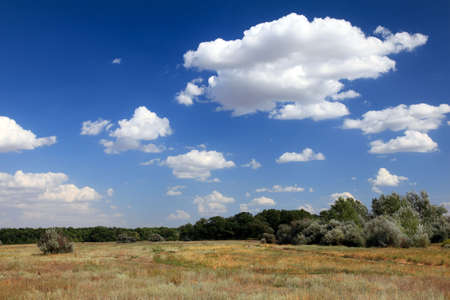 Field, forest, blue sky and white clouds.の写真素材
