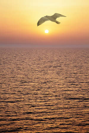 Seagull at sunset. Vertical composition.の写真素材